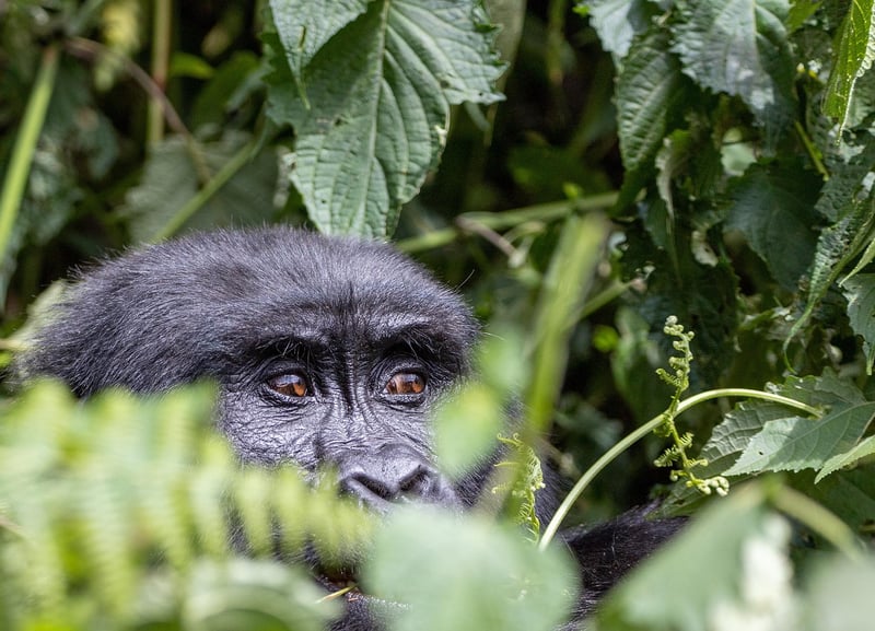 Jungle Safari Expeditions